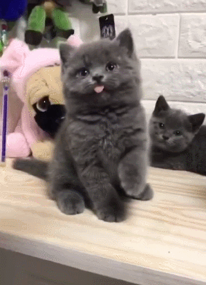 猫咪 玩耍 小宠物 吐舌头