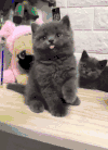 猫咪 玩耍 小宠物 吐舌头
