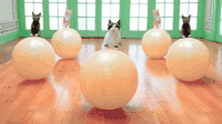 喵星人 猫 萌宠 萌 可爱