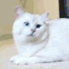 猫咪 可爱 萌宠 毛茸茸