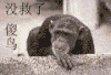 猩猩 摇头 没救了 傻鸟