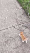 喵星人 猫咪 可爱 萌宠