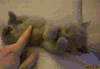 猫咪 抚摸 可爱 睡觉