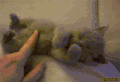 猫咪 抚摸 可爱 睡觉