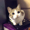 猫 萌宠 卖萌 歪头