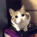 猫 萌宠 卖萌 歪头