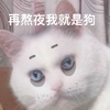 萌宠 喵星人 再熬夜我是狗 不能再熬夜了 可爱 呆萌