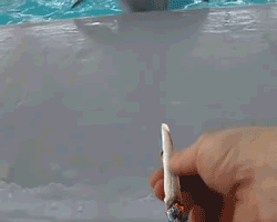 大麻 海豚 海洋世界 抽烟