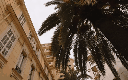 别墅 摩纳哥 椰子树 纪录片 风景