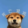萌宠 汪星人 死亡凝视 看着你 搞怪 可爱