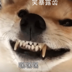 萌寵 汪星人 嘿嘿嘿 看我 呆萌 可愛