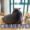 萌宠 猫星人 被生活压弯了腰 无奈 呆萌 可爱