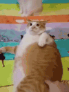 猫咪 摸屁股 发怒 大肚子 可爱