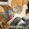 萌宠 猫星人 下一秒就在你的脸上 开心 呆萌 可爱