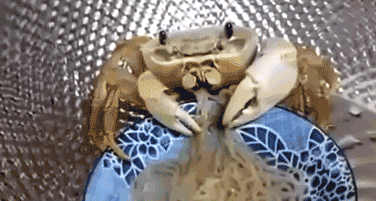 动物 螃蟹 吃拉面 萌萌哒