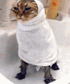 猫咪 毛巾 洗澡 萌宠