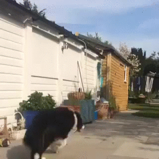 边牧 汪星人 球 游戏 萌 Border Collie