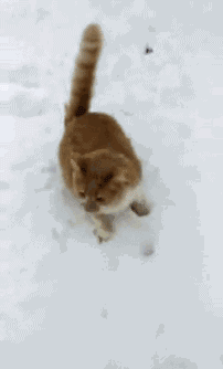 萌宠 猫咪 雪地 好奇