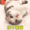 萌宠 猫咪 喵星人 可爱 在干嘛喵 撩 soogif soogif出品