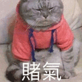 赌气 猫