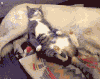 狗狗 猫咪 依偎 可爱
