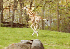 wifi 长颈鹿 让开 动物 GIF 萌 gif