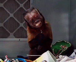 猴子 开心 龇牙 歪头