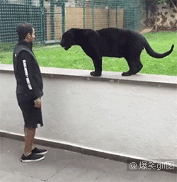 狮子 亲吻 黑色