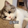 萌宠 猫星人 后悔药 难受 呆萌 可爱