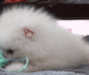 博美犬