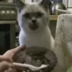 猫咪 吃货 喂食