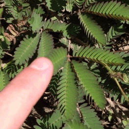 绿叶 手指 含羞草 植物
