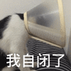 沙雕猫 猫咪 猫 可爱猫 猫表情包 猫咪表情包 小猫