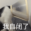 沙雕猫 猫咪 猫 可爱猫 猫表情包 猫咪表情包 小猫
