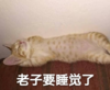 猫咪 喵星人 文字表情包 搞笑 四川话