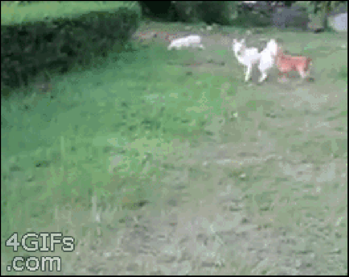 小狗 跳跃 追赶 动物