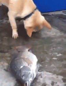 鱼和狗狗的感情 搞笑 狗 鱼