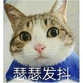 猫咪 呆萌 蓝衣服 瑟瑟发抖