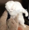 萌宠 猫星人 你死了吗 好奇 呆萌 可爱