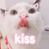 萌宠 喵星人 kiss 亲亲 搞怪 逗