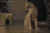 猫咪 老鼠 呆萌 可爱