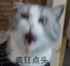 萌宠 猫星人 疯狂点头 赞同 搞怪 呆萌