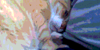 搞笑 猫咪 偷看 萌宠 休息