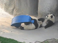 熊猫 Adroable 熊猫宝宝