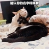 萌宠 猫星人 请以你的名字呼唤我 召唤 搞怪 逗