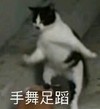 猫咪 可爱 萌宠 手舞足蹈