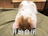 萌宠 猫星人 开始自闭 无奈 搞怪 逗