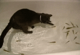 猫 玩耍 鱼