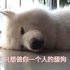 萌宠 汪星人 只想做你一个人的舔狗 呆萌 可爱