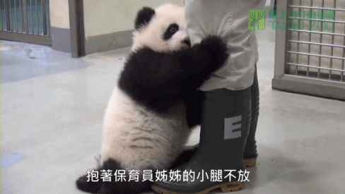 熊猫 撒娇 可爱 国宝